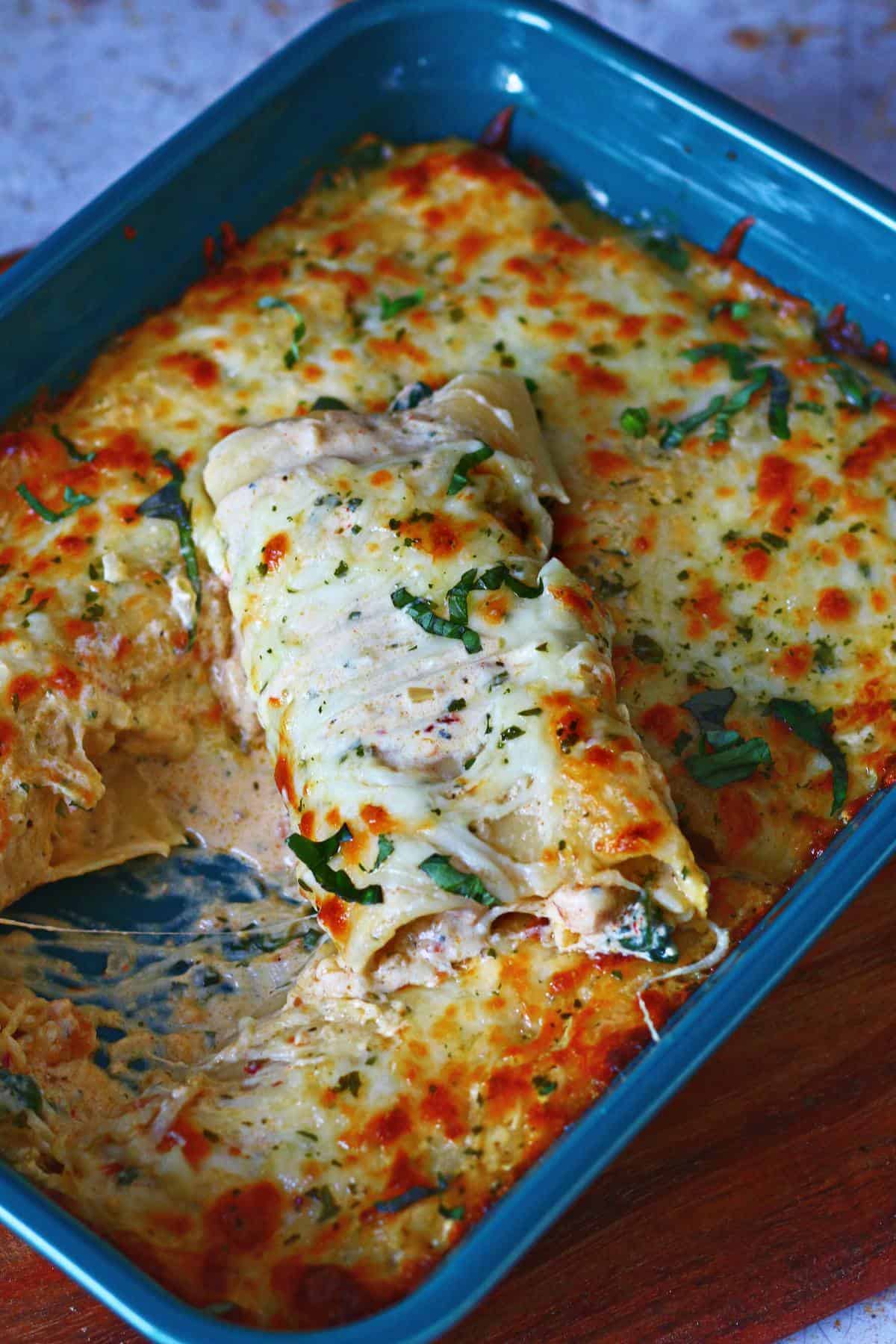 Chicken Alfredo lasagna roll ups in a baking dish with melted golden cheese and creamy sauce.