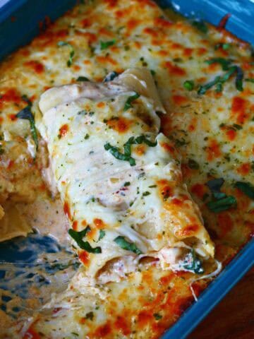 Chicken Alfredo lasagna roll ups baked in a casserole dish with browned mozzarella on top.